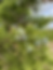 Thumbnail: Juniperus virginiana (Eastern red cedar)
