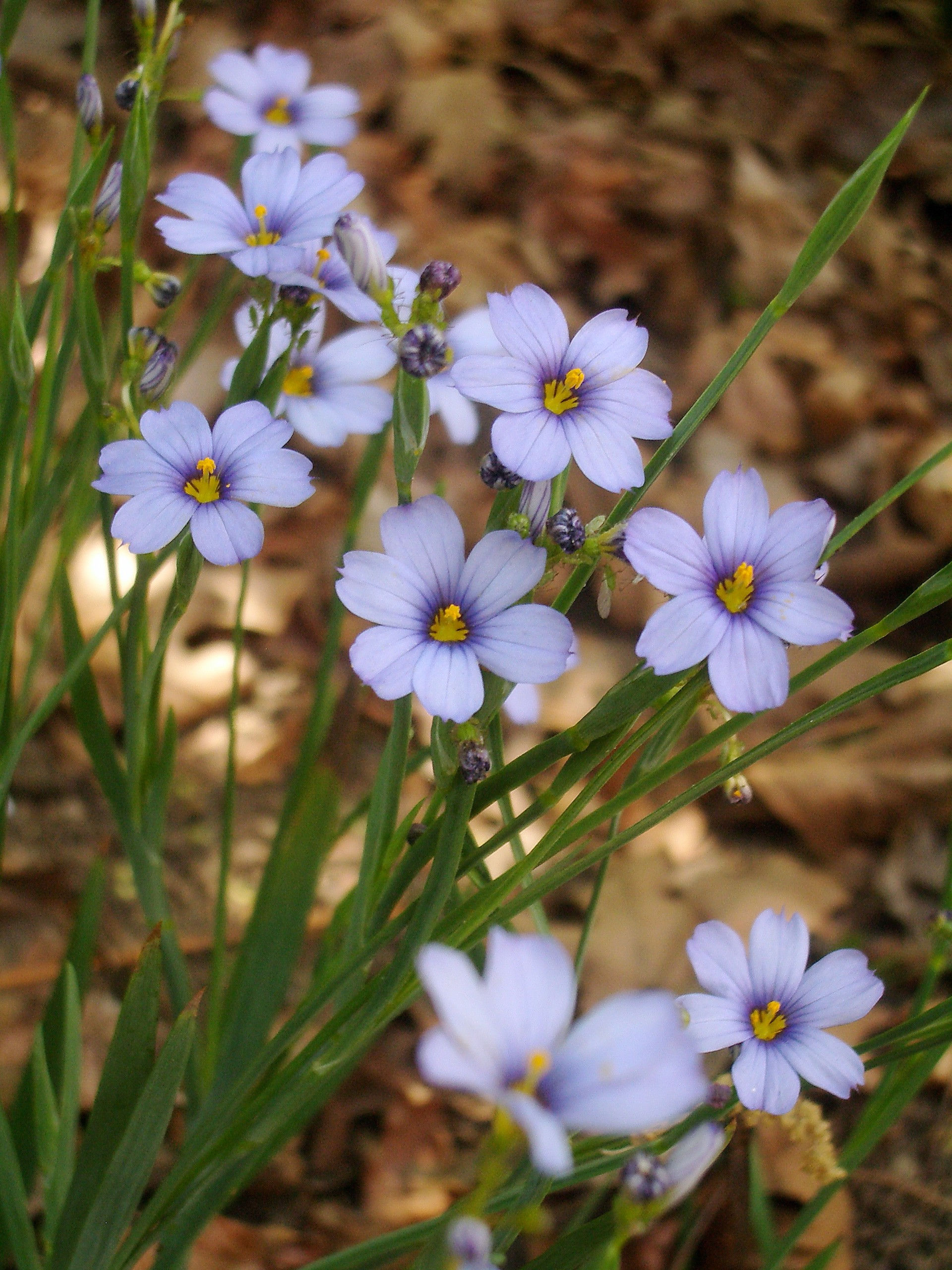 Sisyrinchium angustifolium (Blue-eyed grass)