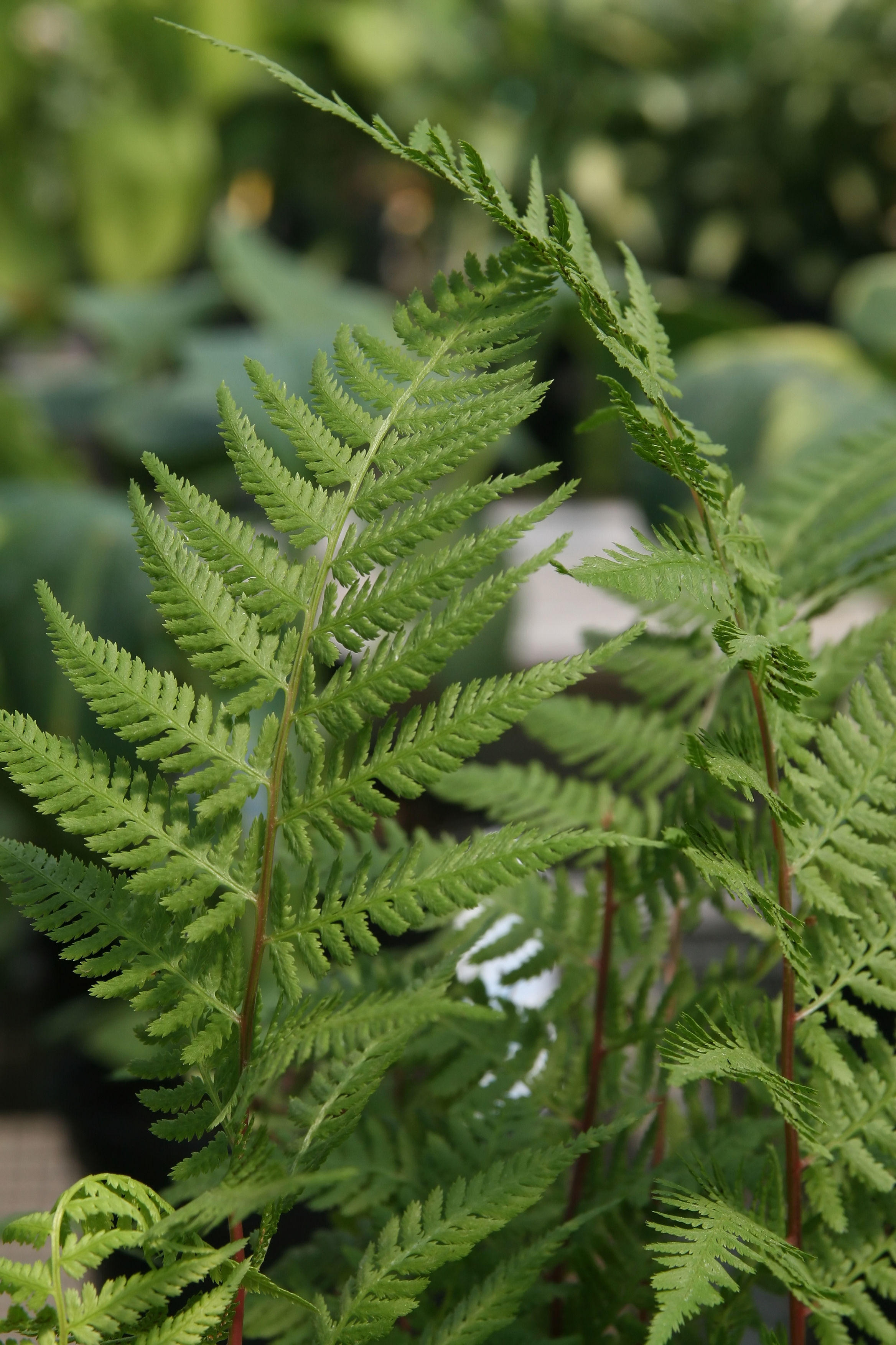Athyrium angustum (Northern lady fern)