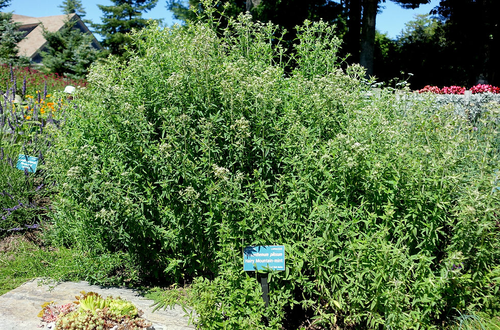 Thumbnail: Pycnanthemum verticillatum (Hairy mountain-mint)