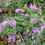 Thumbnail: Symphyotrichum novae-angliae (New England aster)