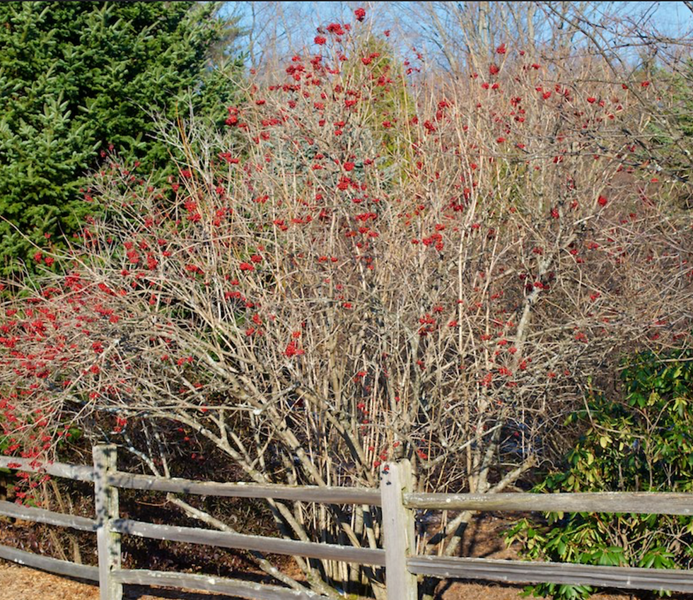 Thumbnail: Viburnum trilobum (American cranberrybush)