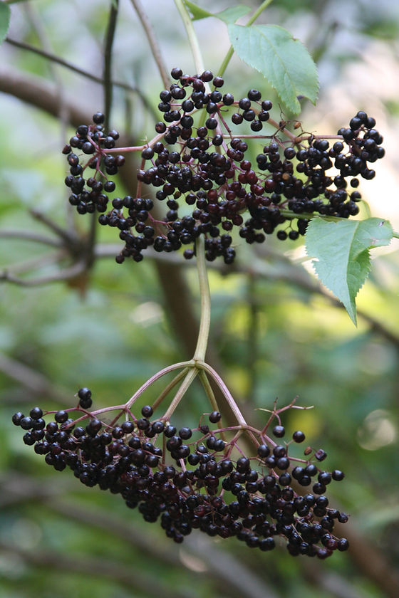 Sambucus nigra/canadensis (Black elderberry) | Blue Stem Natives