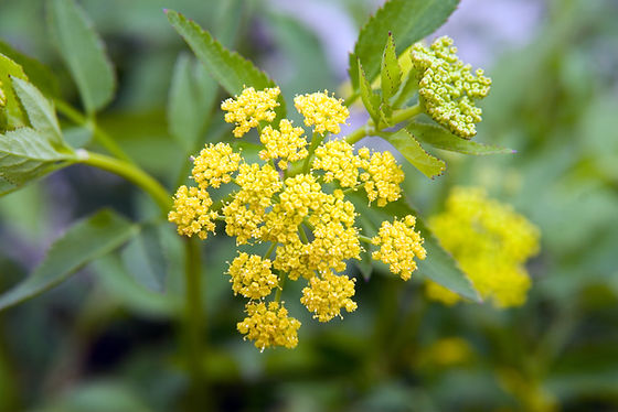 Zizia aurea (Golden Alexanders) | Blue Stem Natives