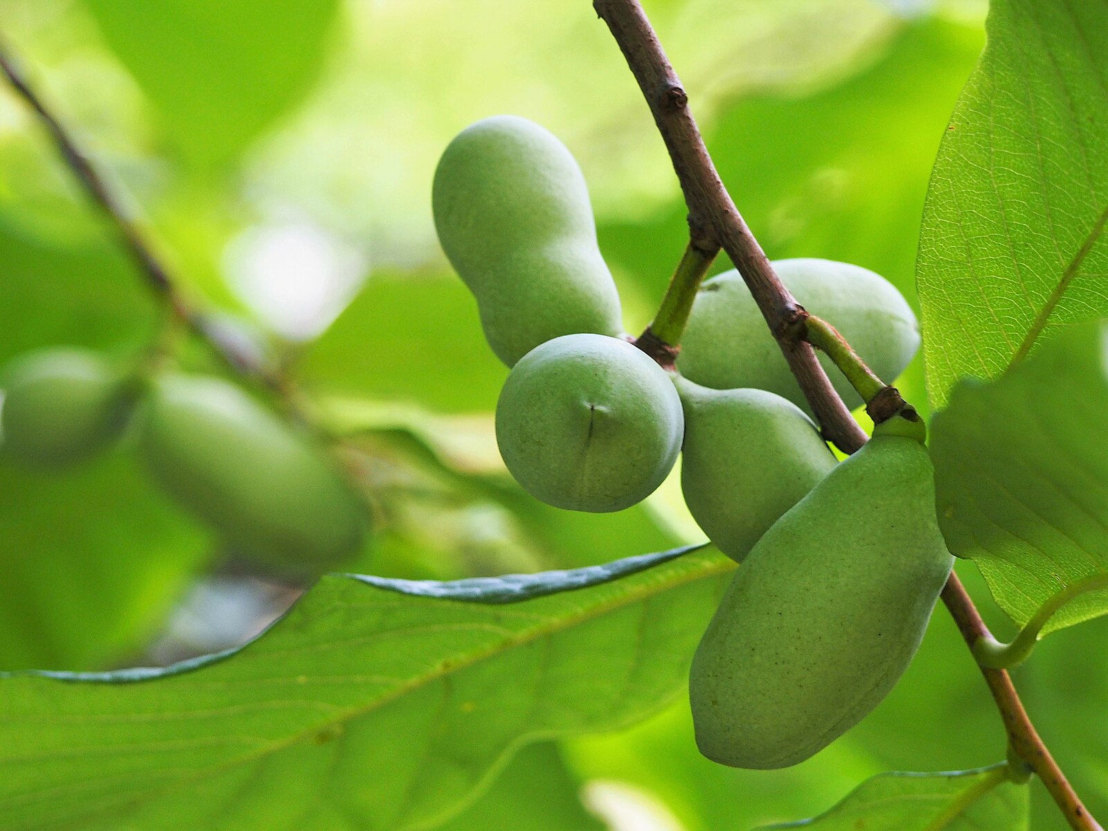 Asimina triloba (Paw Paw)