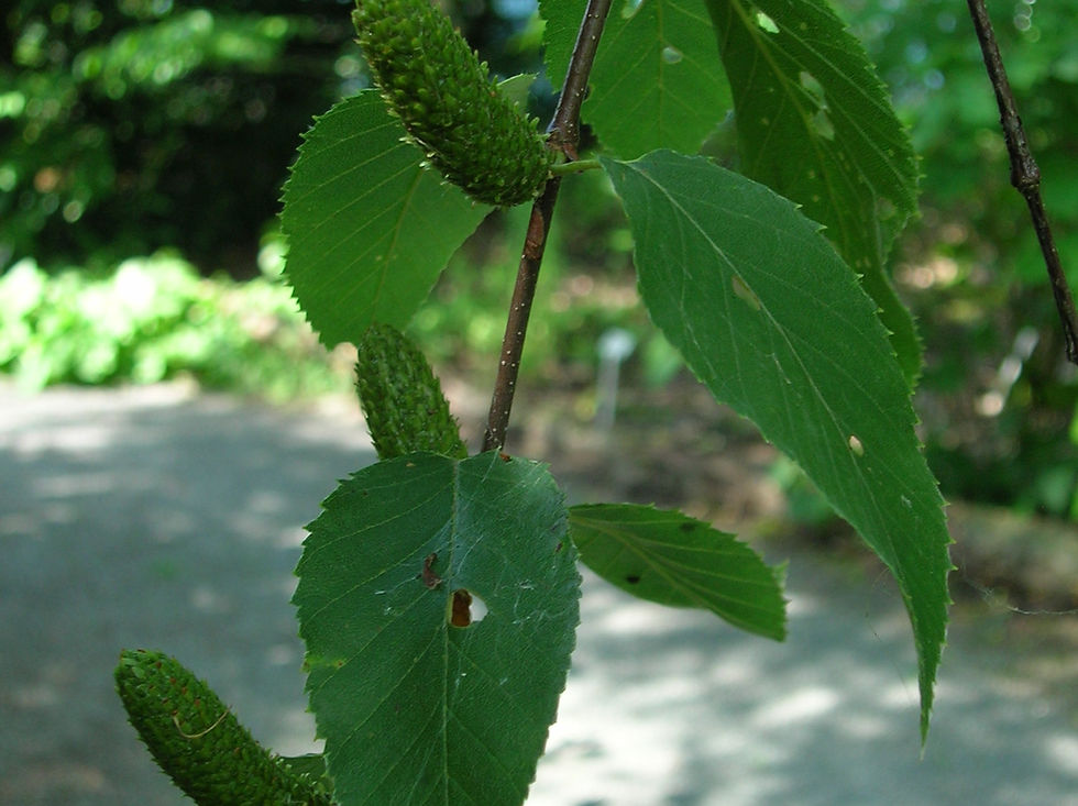 Thumbnail: Betula lenta (Sweet birch)