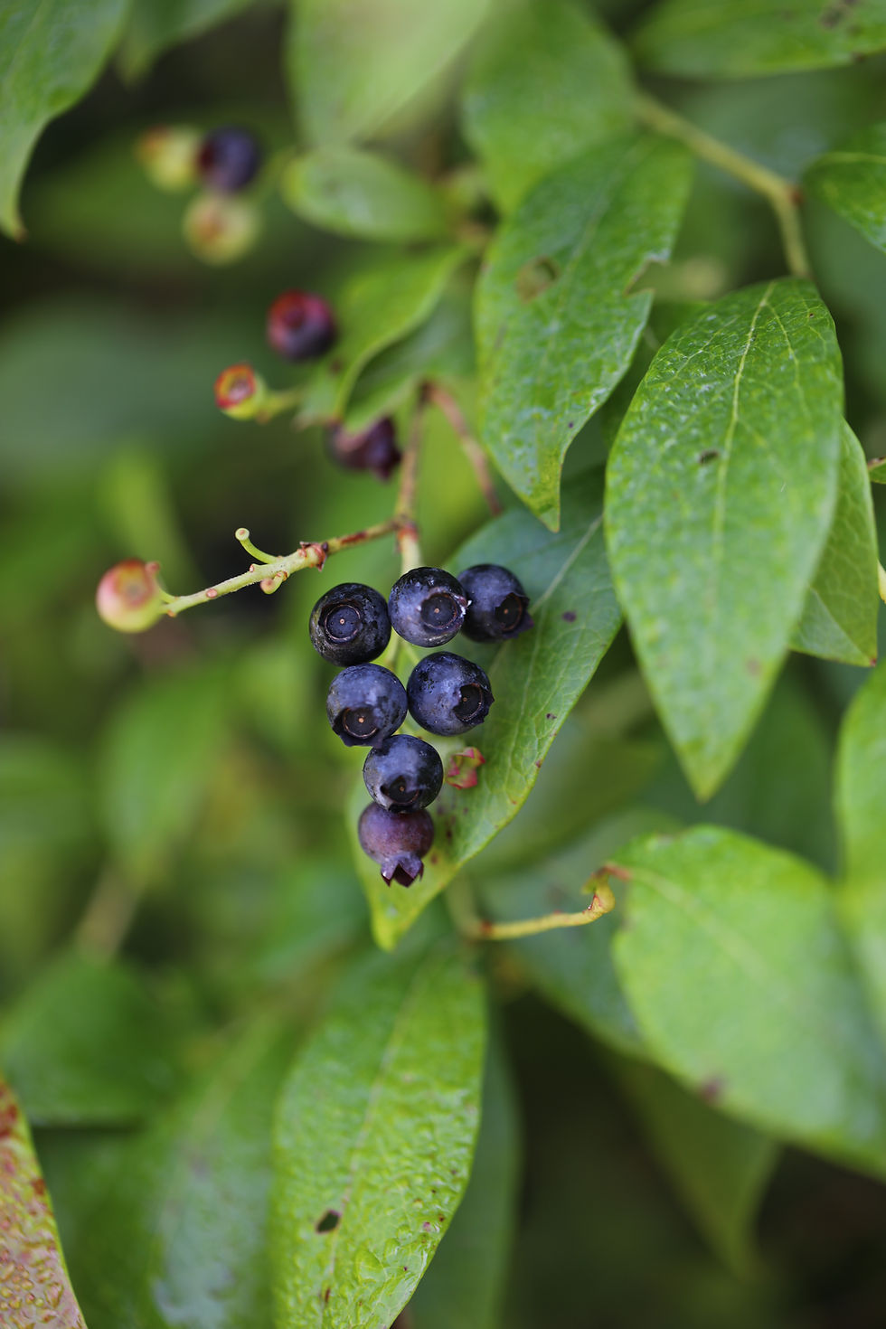Thumbnail: Vaccinium corymbosum (Highbush blueberry)