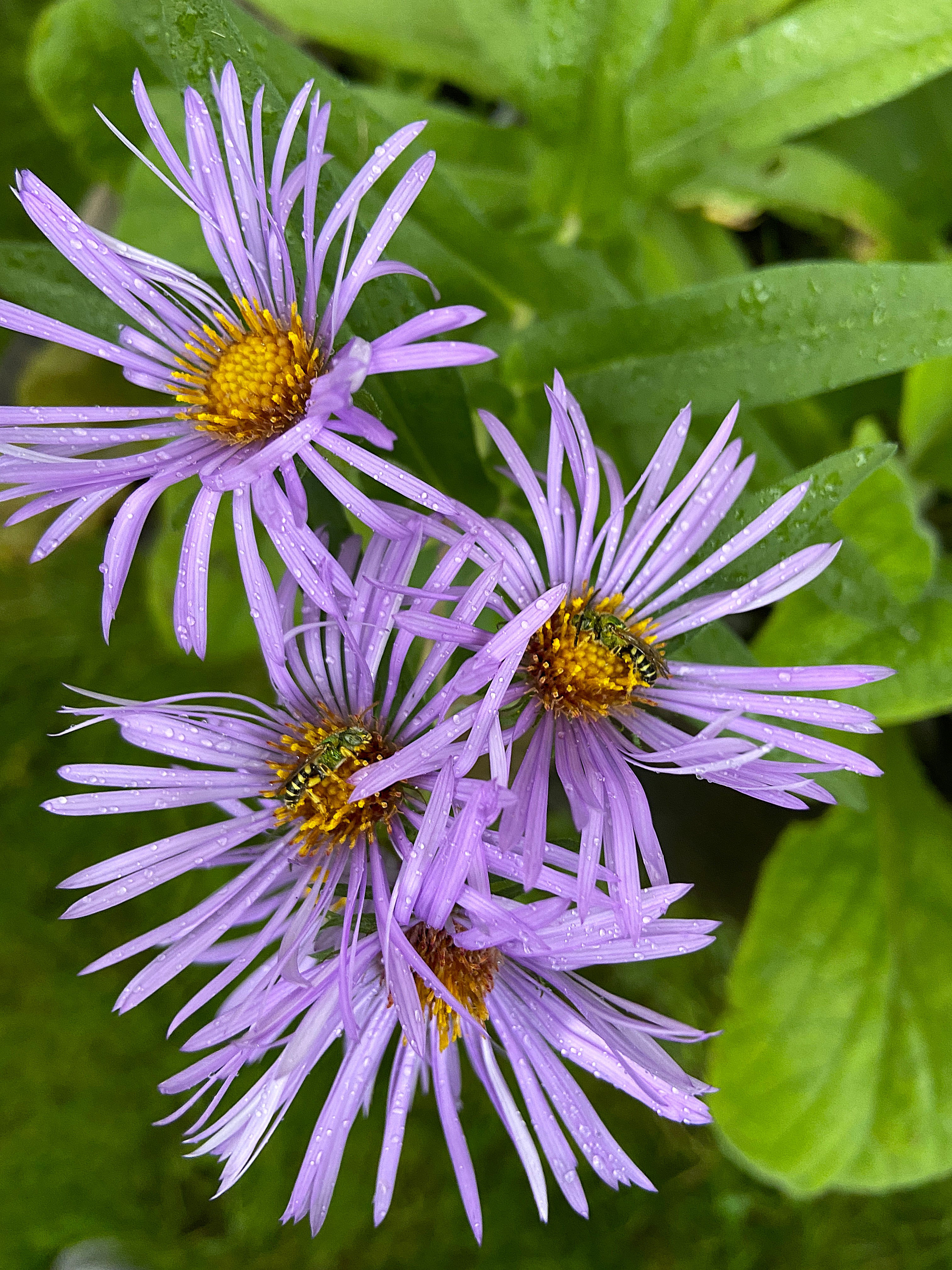 Symphyotrichum novae-angliae (New England aster)
