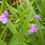 Thumbnail: Mimulus ringens (Allegheny monkey-flower)