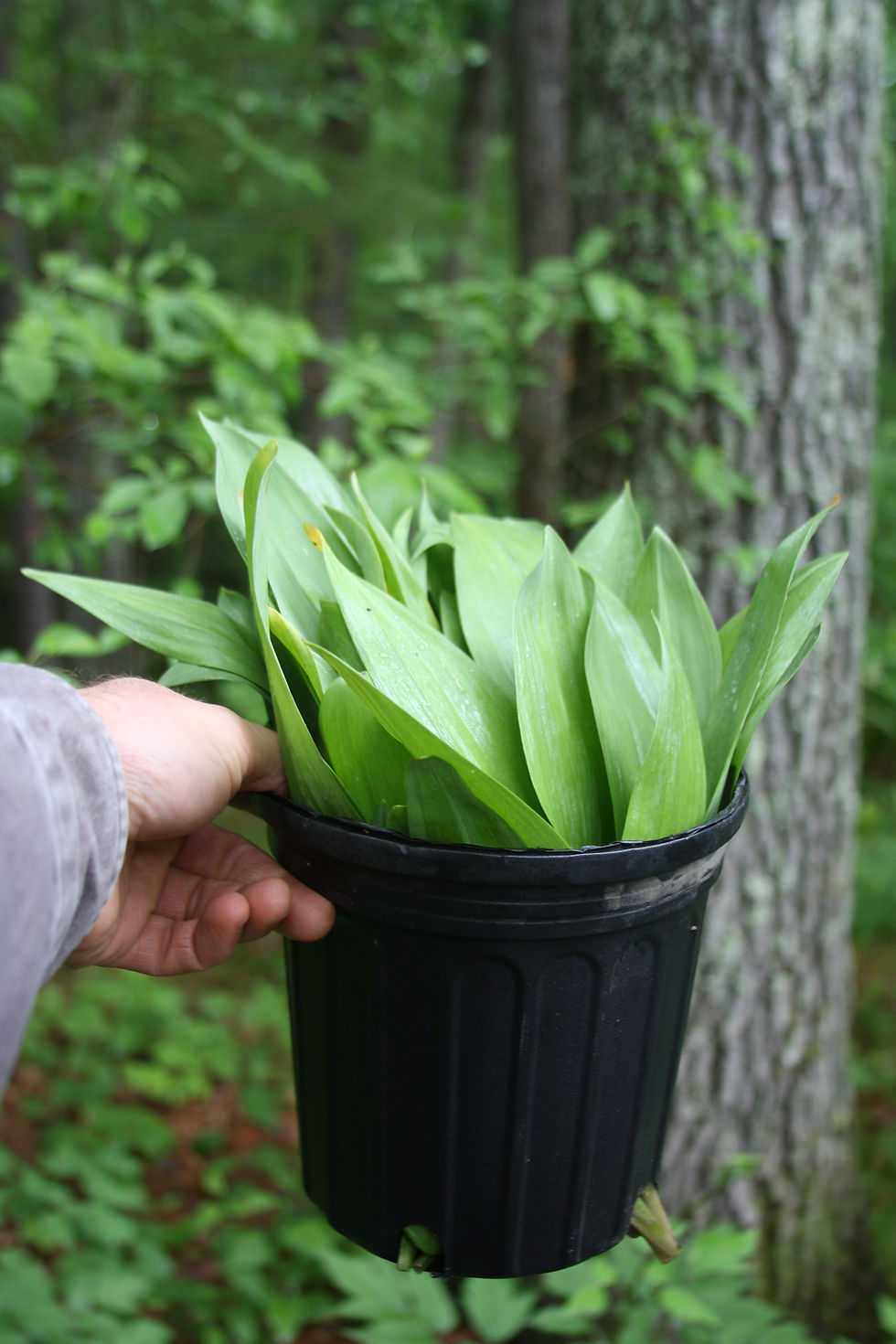 Thumbnail: Allium tricoccum (wild leek)