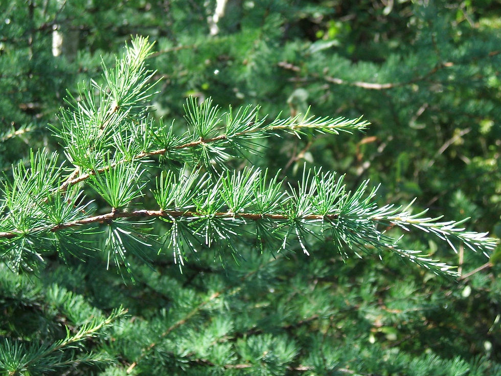 Larix laricina (tamarack)