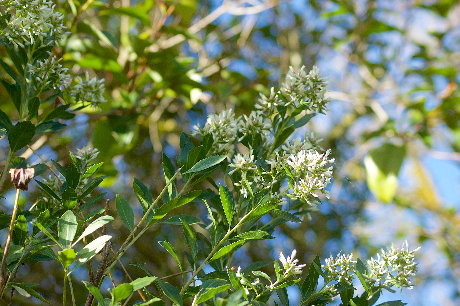 Baccharis halimifolia (groundsel bush)