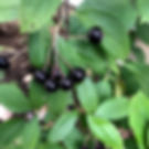 Thumbnail: Aronia melanocarpa (Black chokeberry)