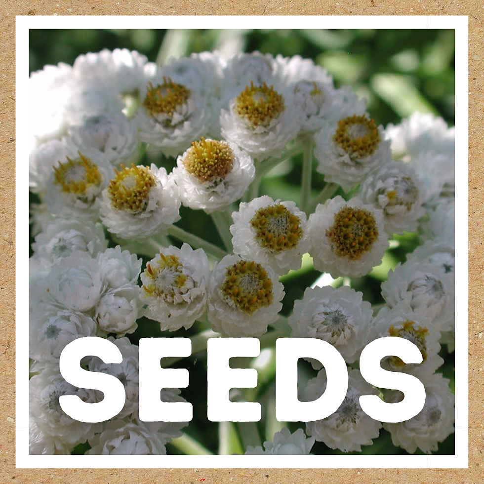 seeds: Anaphalis margaritacea (pearly everlasting)