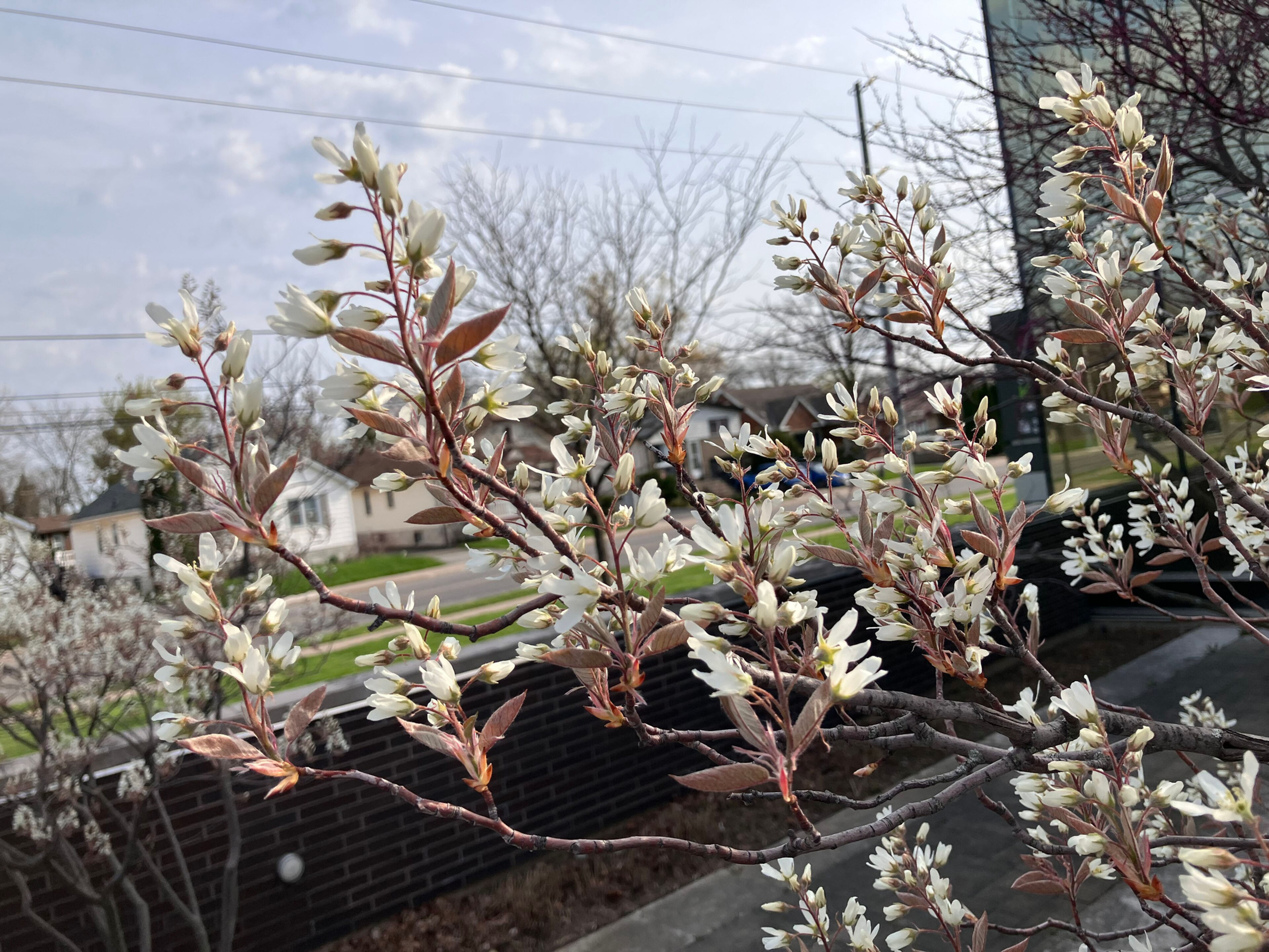 Amelanchier arborea (downy serviceberry)