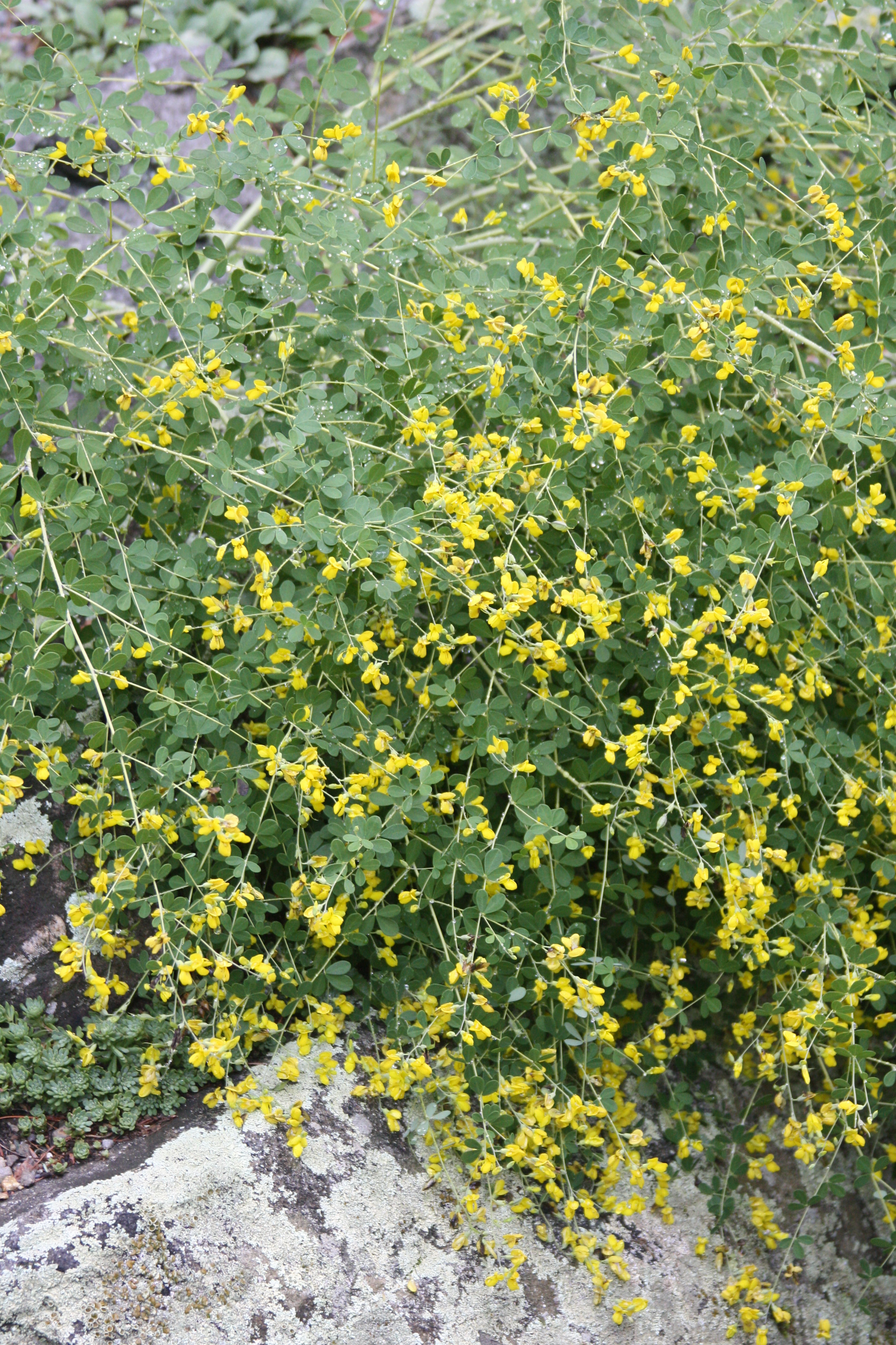 Baptisia tinctoria (Small yellow wild indigo)