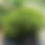 Thumbnail: Hypericum prolificum (shrubby St. John's wort)
