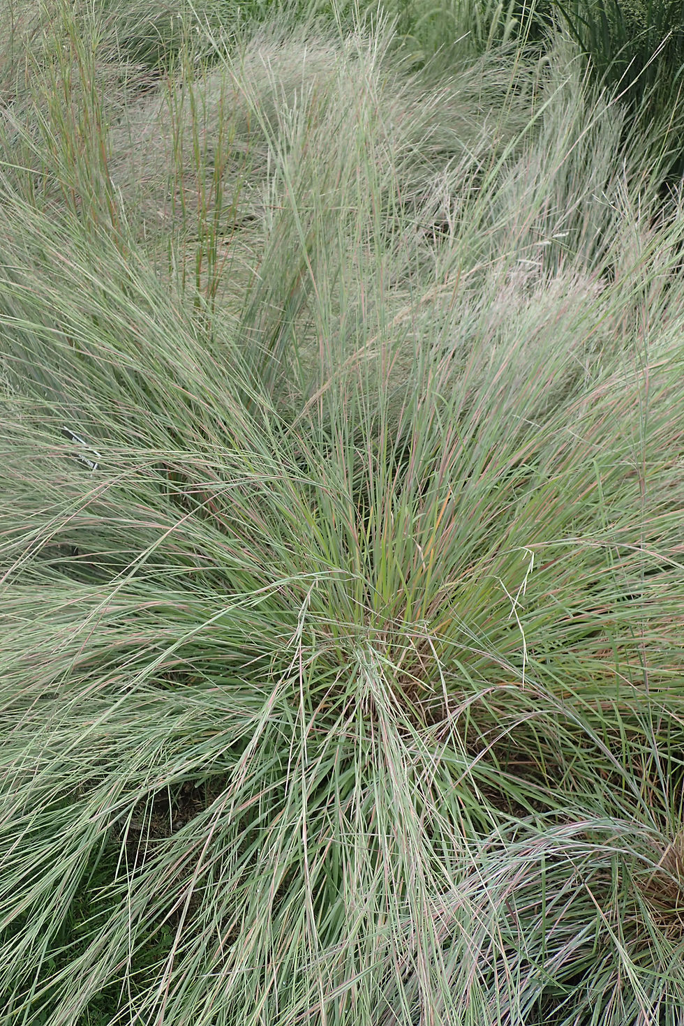 Thumbnail: Schizachyrium scoparium (Little bluestem)