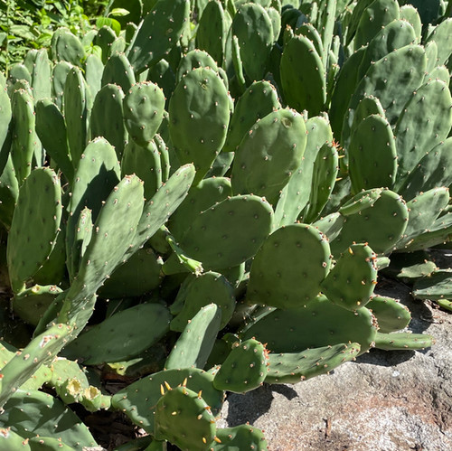orange county succulents Echeveria Orange Monroe main image 0