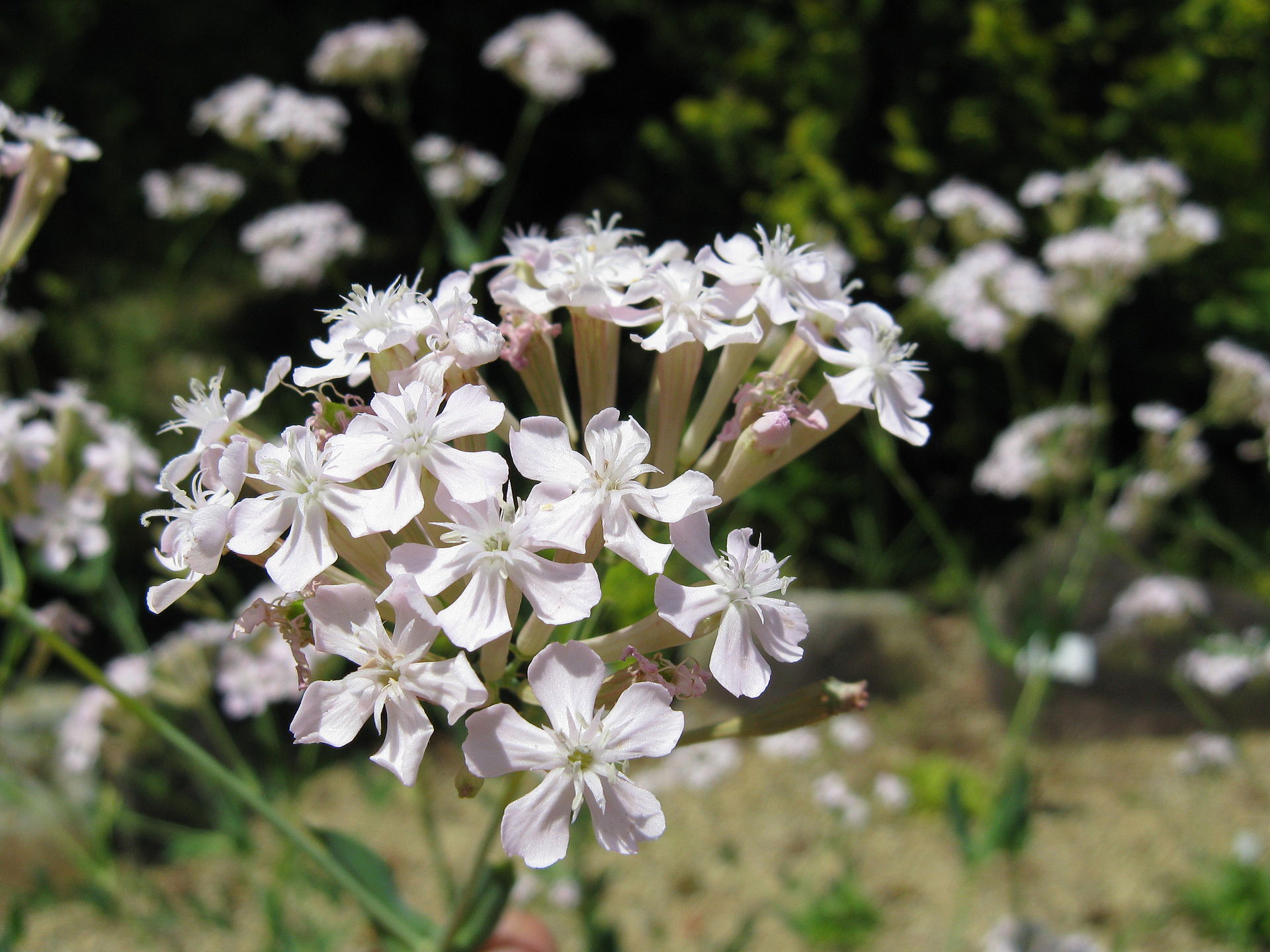 Silene antirrhina (sleepy campion)