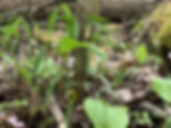 Uvularia sessilifolia (wild oats)
