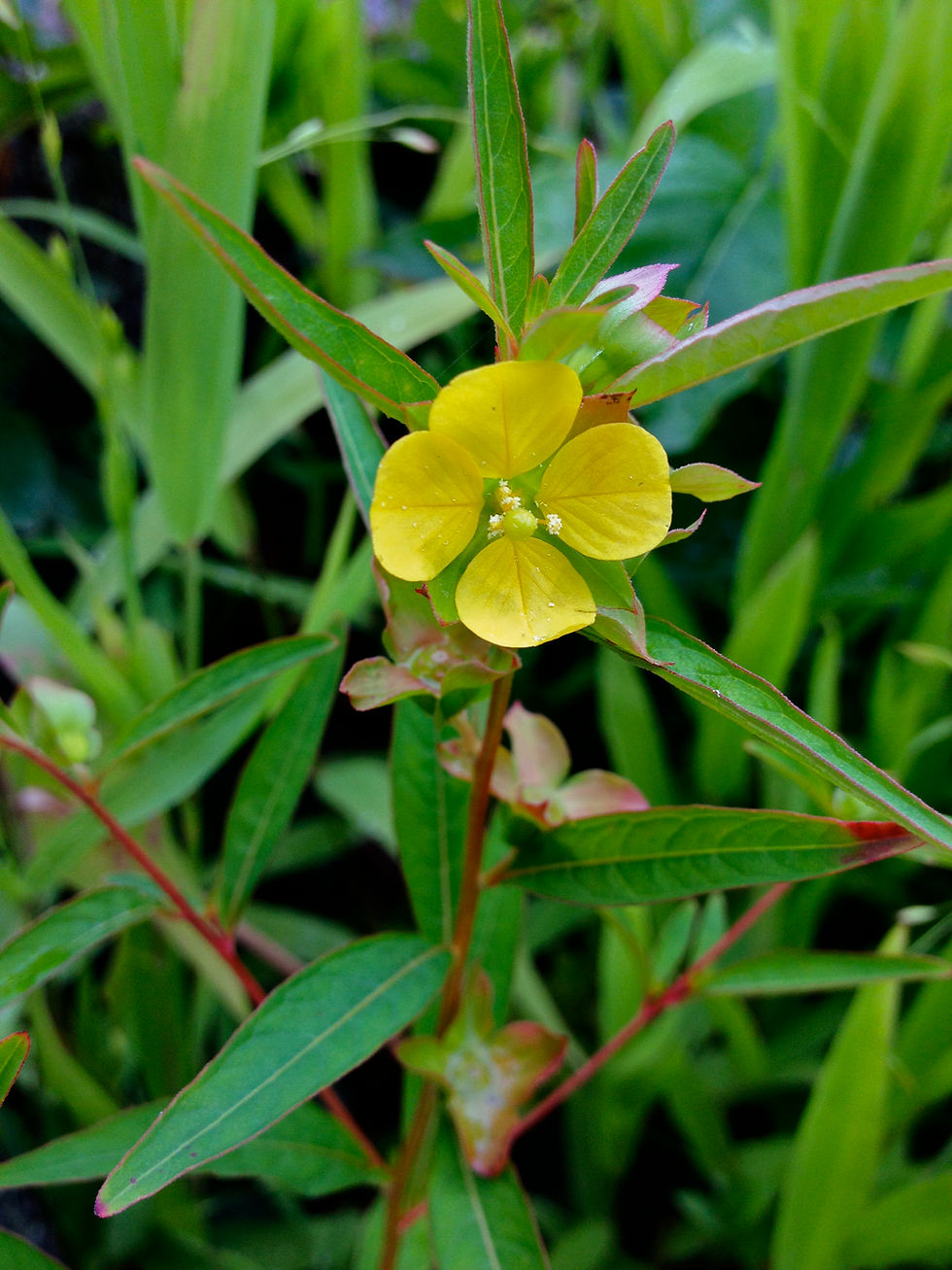 Ludwigia alternifolia (seedbox)