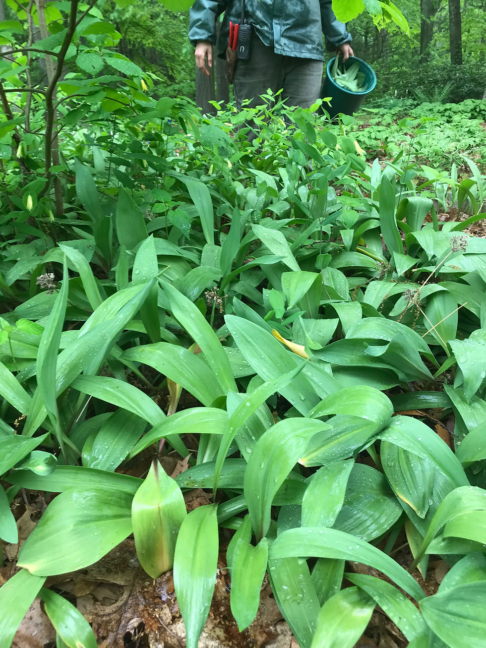 Thumbnail: Allium tricoccum (wild leek)