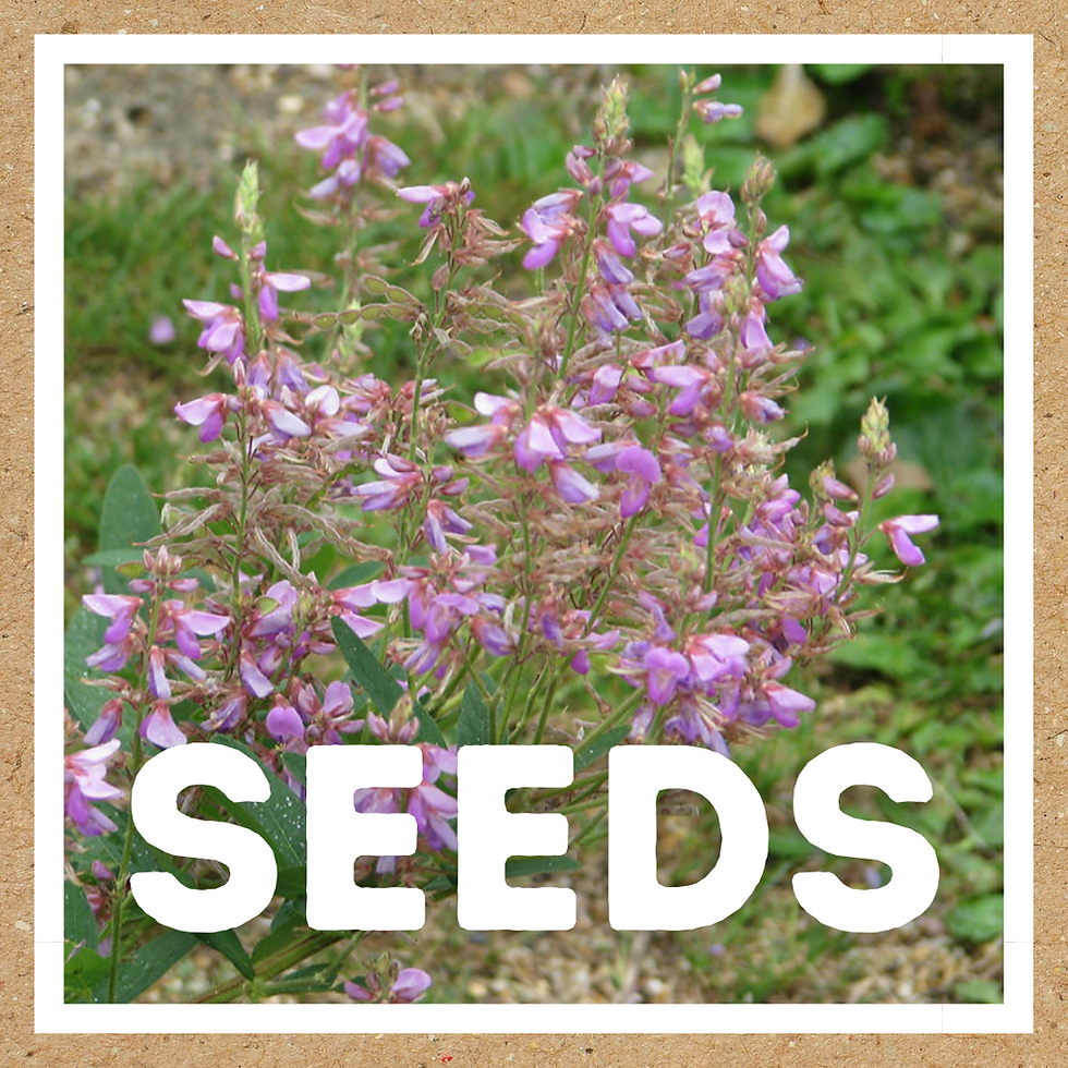 seeds: Desmodium canadense (Showy tick trefoil)