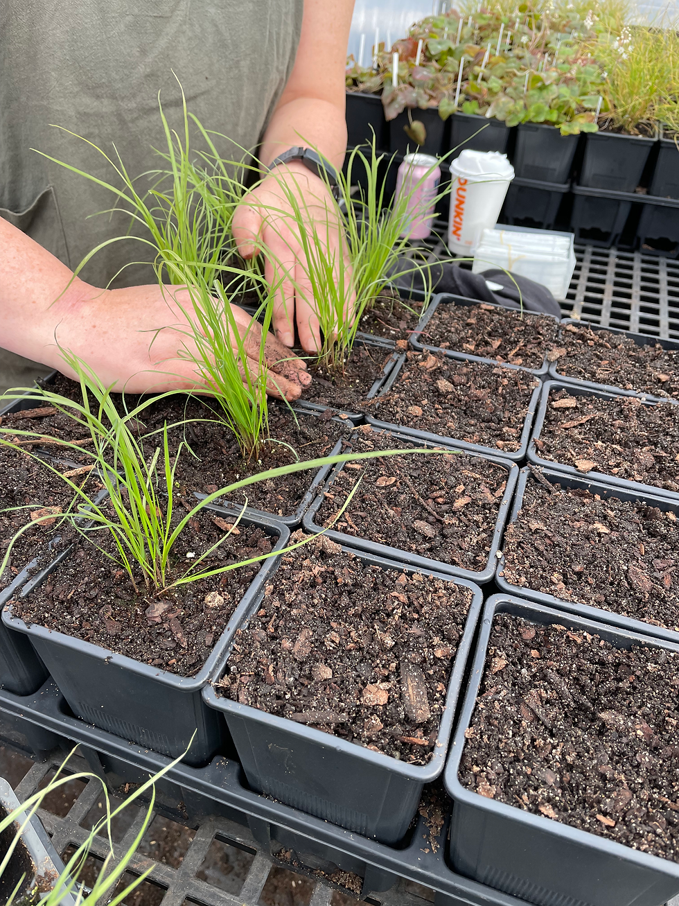 As this Elymus moves into a quart pot, we keep the soil level exactly the same as it was in the cell. Planting too deeply can trap moisture around the crown and lead to rot, so maintaining the original soil line is key to keeping these plants healthy as they continue to grow.