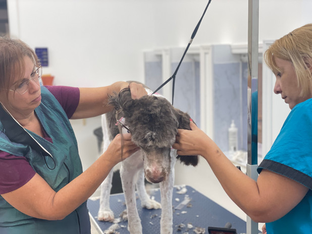 Happy Tails Mobile & Salon Grooming