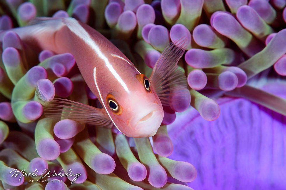 Pink anemonefish