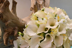 Mariage Québec - Marées Tropical