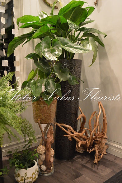 Plantes et potées fleuries Portneuf Québec Atelier Lukas Fleuriste