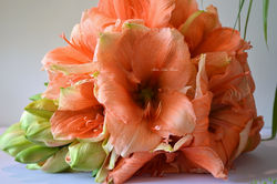 Mariage - Brunante des iles