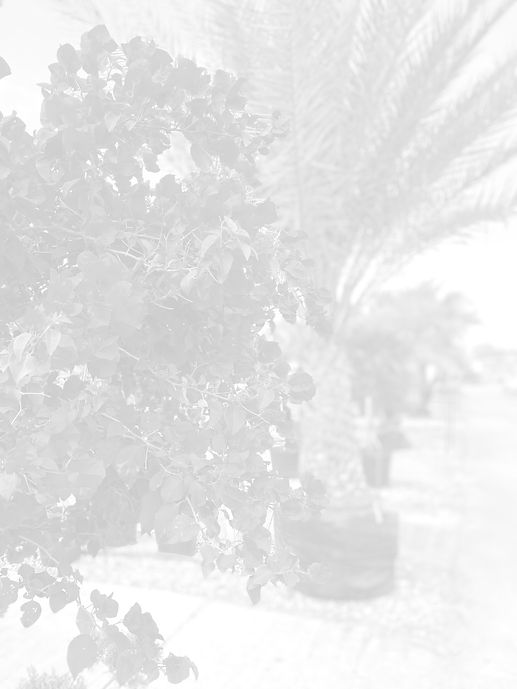 AO Bougainvillea_edited_edited.jpg