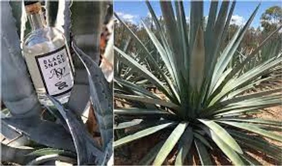 AGAVE DE AUSTRALIA
