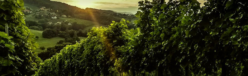 maticvineyard-1024x654.jpg