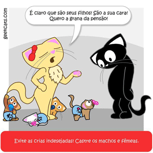 gatil devycas, gatos castrados