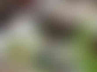 Robertson Show 2024.Pavillion.Low Res.09.jpg