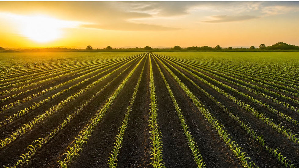 Early-Stage Crop Development Determines Yield Consistency