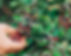 Picking berries.jpg