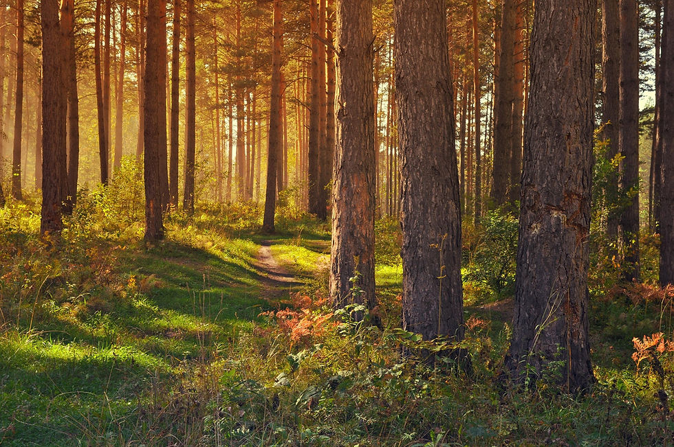 Waldweg zwischen Bäumen im warmen Sonnenlicht