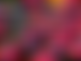 Painted Ladybug Rocks