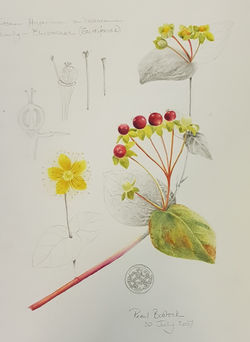 An example of Pearl's work