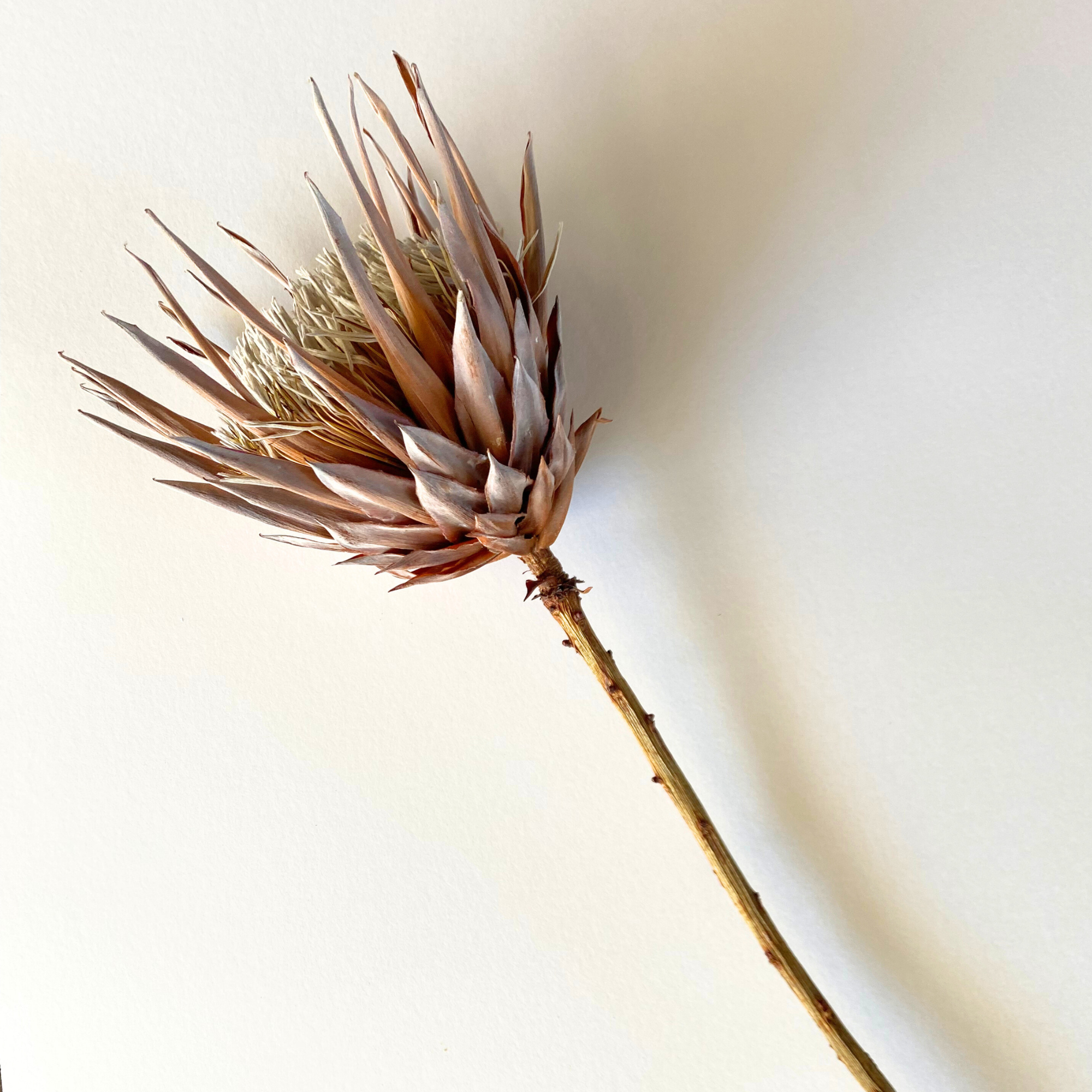 Dried King Protea Single Stem. Organically preserved. No chemicals. Authentic flower.