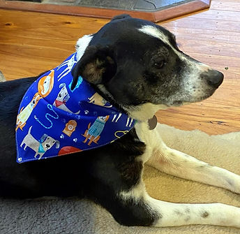 dOG CROPPED - Copy_edited.jpg