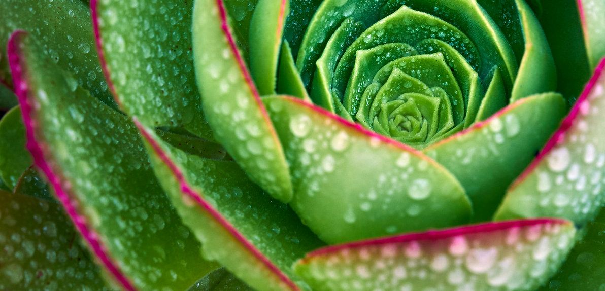 Toro Holistic Health Center - Complementary Medicine - Flower & Leaves