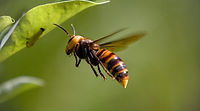 frelon asiatique-GV3.jpg