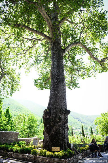 Ancient tree in Gobustan.jpg
