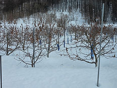 リンゴの木が頑張っています。